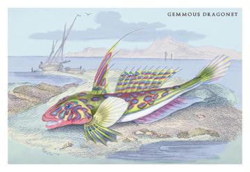 Gemmous Dragonet 20x30 poster