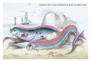 Hawkins Gymnetrus and Red Band Fish 20x30 poster