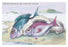 The Sea Bream and the Axillary Bream 20x30 poster