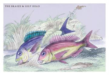 The Braize and the Gilt Head 20x30 poster