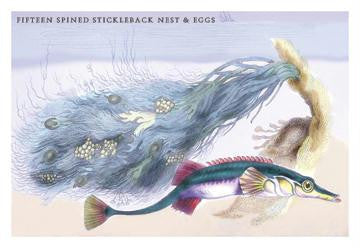 Fifteen Spined Stickleback Nest and Eggs 20x30 poster