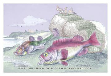 Armed Bull Head or POFge & Norway Haddock 20x30 poster