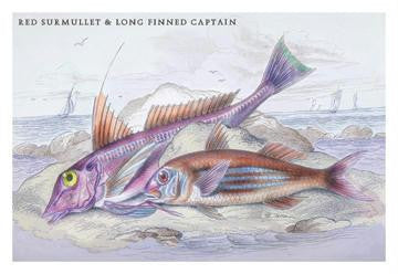 Red Surmullet and LOF Finned Captain 20x30 poster