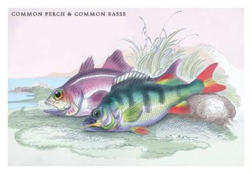 Common Perch and Common Bass 20x30 poster