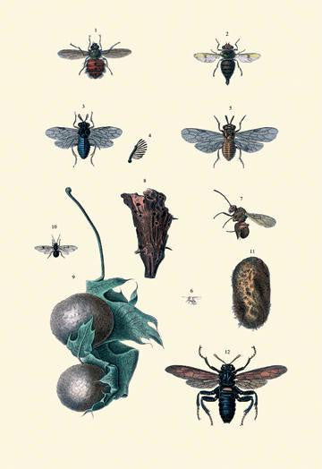 Insect Study #8 20x30 poster