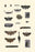 Insect Study #7 20x30 poster