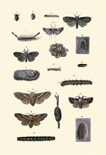 Insect Study #7 20x30 poster