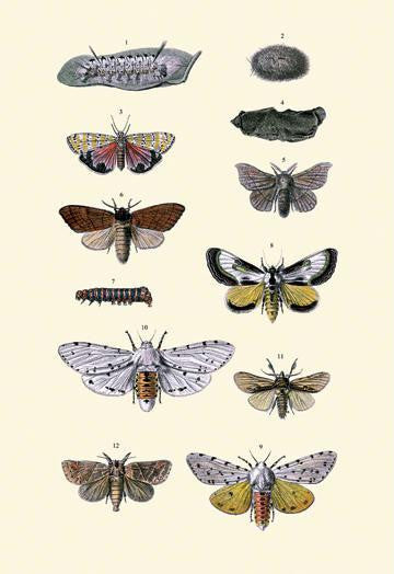 Insect Study #6 20x30 poster