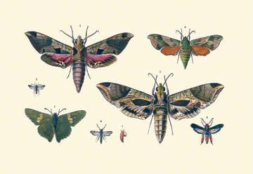 Insect Study #5 20x30 poster