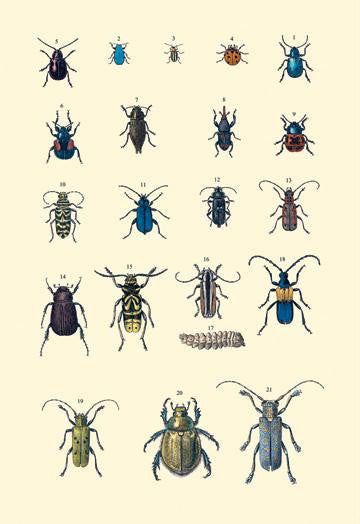 Insect Study #2 20x30 poster