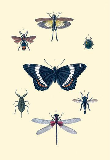 Insect Study #1 20x30 poster