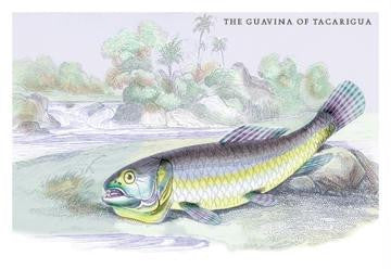 The Gavina of Tacarigua 20x30 poster