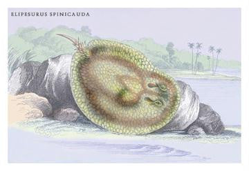 Elipersurus Spinicauda 20x30 poster