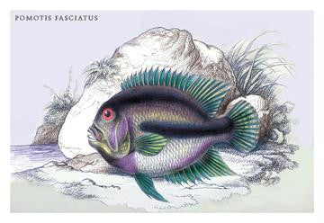 Pometis Fasciatus 20x30 poster