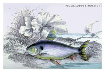 Prochilodus Binotatus 20x30 poster