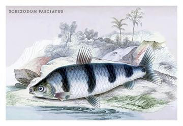 Schizodon Fasciatus 20x30 poster