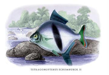 Tetragonopterus Schomburgk II 20x30 poster