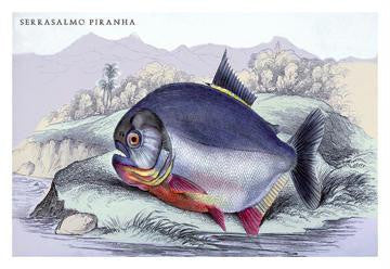 Serrasalmo Piranha 20x30 poster