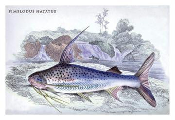 Pimelodus Notatus 20x30 poster