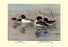 Golden-Eye and Barrow&#39;s Golden-Eye Ducks 20x30 poster