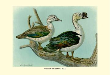 Comb or Knob-Billed Ducks 20x30 poster