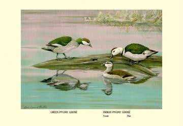 Green and Indian Pygmy Goose 20x30 poster