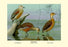 Lesser Whistling Teal, Wandering Tree Duck, and Fulvous Tree Duck 20x30 poster