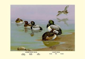 Scaup Duck 20x30 poster