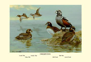 Harlequin Duck 20x30 poster