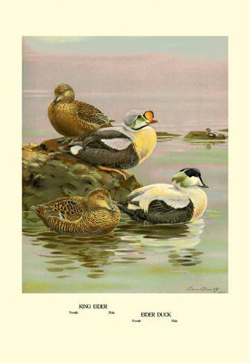 Eider and King Eider Ducks 20x30 poster