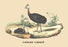 Casoar Casque (Cassowary) 20x30 poster