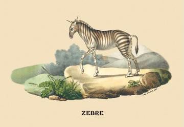 Zebre (Zebra) 20x30 poster