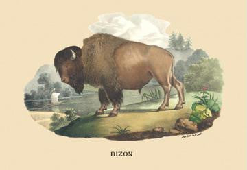 Bizon (Bison) 20x30 poster