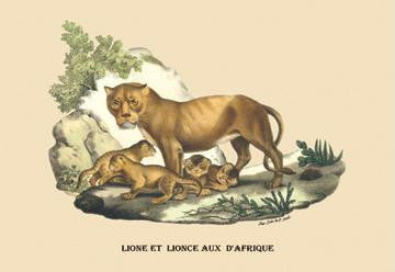 Lion et Lionne d&#39;Afrique 20x30 poster