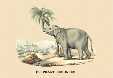 Elephant d&#39;Inde 20x30 poster