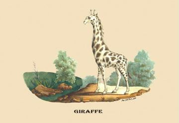 Giraffe 20x30 poster