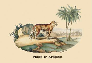 Tigre d&#39;Afrique (Tiger) 20x30 poster