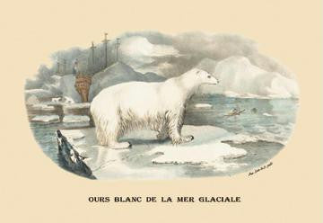 Ours Blanc de la Mer Glaciale (Polar Bear) 20x30 poster