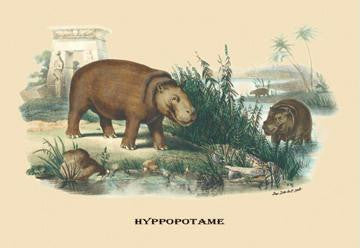 Hyppopotame (Hippopotamus) 20x30 poster