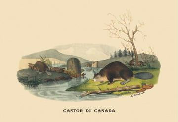 Castor du Canada (Beaver) 20x30 poster