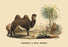 Chameau a Deux Bosses (Camel) 20x30 poster