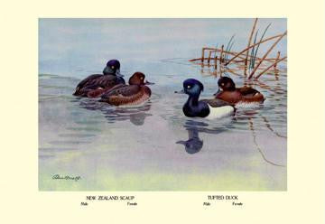 New Zealand Scaup and Tufted Ducks 20x30 poster