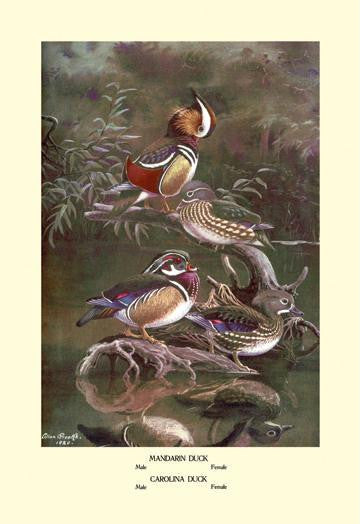 Mandarin and Carolina Ducks 20x30 poster