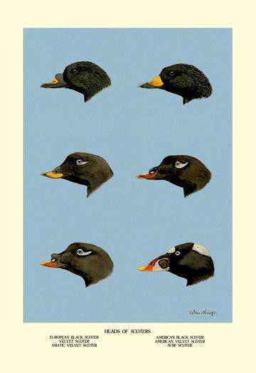 Heads of Scoters 20x30 poster