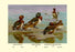 White-Eyed Ducks 20x30 poster