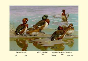 White-Eyed Ducks 20x30 poster