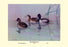 Ring-Necked Duck 20x30 poster