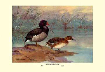 Rosy-Billed Duck 20x30 poster