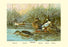 Shoveller Family of Ducks 20x30 poster