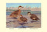 Bahama, Galapagos Island, and African Red-Billed Ducks 20x30 poster